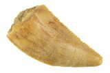 Serrated, Raptor Tooth - Real Dinosaur Tooth #268737-1